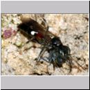 Alysson spinosus - Grabwespe w11d 7-8mm OS-Hasbergen-Lehmhuegel.jpg